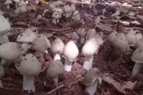 Kiếm vài triệu mỗi đêm nhờ soi đèn đi tìm loại nấm mọc quanh tổ mối