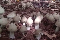 Kiếm vài triệu mỗi đêm nhờ soi đèn đi tìm loại nấm mọc quanh tổ mối