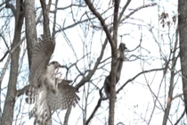 Video: Ngoạn mục cảnh tượng diều hâu săn sóc