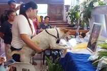 Video: Chú chó khóc trước linh cữu người chủ đã mất ở Philippines