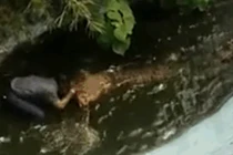 Video: Người đàn ông suýt chết vì nhảy xuống hồ chụp ảnh cùng cá sấu