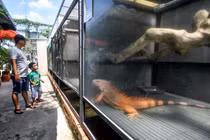 Quán cà phê cho khách chụp hình cùng rồng Nam Mỹ, cá sấu ở TP.HCM