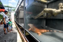 Quán cà phê cho khách chụp hình cùng rồng Nam Mỹ, cá sấu ở TP.HCM