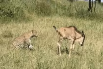 Video: Báo đốm bối rối vớ được linh dương non lạc mẹ