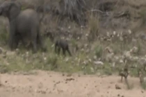 Video: Đàn chó hoang cố chấp săn voi sơ sinh và cái kết