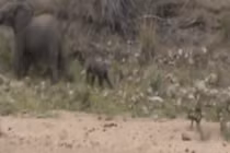 Video: Đàn chó hoang cố chấp săn voi sơ sinh và cái kết