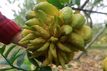 Phật thủ Đắc Sở quả đẹp long lanh năm nay chỉ đếm trên đầu ngón tay