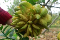 Phật thủ Đắc Sở quả đẹp long lanh năm nay chỉ đếm trên đầu ngón tay