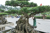 Tuyệt tác kiểng "long cuốn thủy" khiến dân chơi Thủ đô bất ngờ