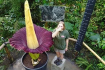 Loài hoa “khủng” bốc mùi sau 10 năm