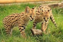 Loài mèo nào chạy nhanh chỉ sau báo cheetah?