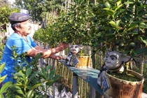 "Vương quốc” quất cảnh công nghệ cao khiến nhiều người thán phục