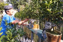 "Vương quốc” quất cảnh công nghệ cao khiến nhiều người thán phục