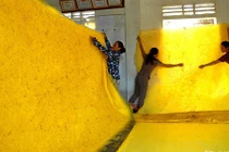 Ngạc nhiên: Nuôi tằm kiểu mới, "nhả" ra cả tấm chăn vàng óng