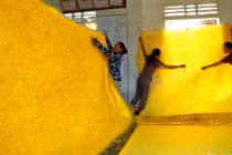 Ngạc nhiên: Nuôi tằm kiểu mới, "nhả" ra cả tấm chăn vàng óng