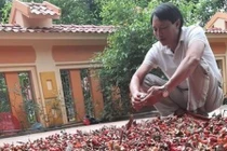 Lão nông thu về hàng tỷ đồng mỗi vụ khi trồng loại cây này 