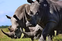 Video: Binh sĩ Ấn Độ mang AK47 bảo vệ tê giác tại vườn quốc gia Kaziranga