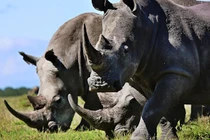 Video: Binh sĩ Ấn Độ mang AK47 bảo vệ tê giác tại vườn quốc gia Kaziranga