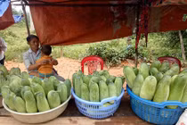 Lên Tây Bắc thưởng thức đặc sản dưa chuột "khủng" của người Mông