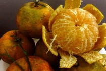 Trồng có 100 cây quýt cổ, dân Miền Đồi thu ngay 100 triệu