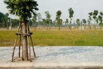 Đổi đời từ 500 triệu đầu tư đất ở quê