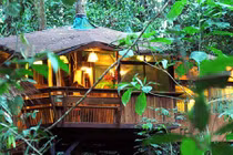 Những căn nhà cây siêu to đẹp là ước mơ tuổi thơ của mọi đứa trẻ