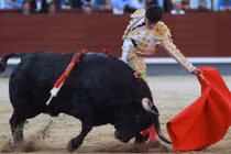 Video: Hốt hoảng khoảnh khắc tay đua bò tót bị "tai nạn nghề nghiệp"