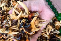 Càng cua đồng: Đặc sản hàng hiếm miền Tây