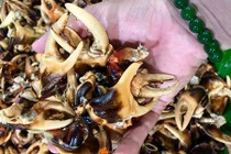 Càng cua đồng: Đặc sản hàng hiếm miền Tây