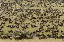 Ảnh động vật hoang dã ấn tượng: Đàn thú khổng lồ di cư