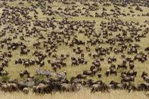 Ảnh động vật hoang dã ấn tượng: Đàn thú khổng lồ di cư