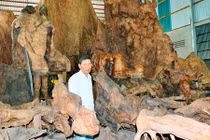 Gốc bàng 600 tuổi như hang động: Trả 35 tỉ, chủ vẫn lắc đầu