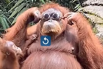 Video: Đười ươi thử kính râm thu hút 36 triệu lượt xem