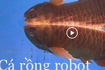 Video: Trung Quốc chế tạo cá rồng robot, vừa thả thuỷ cung vừa trinh sát quân sự