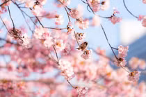 Con giáp tuổi Ngọ sinh tháng Âm lịch này có mệnh phú quý