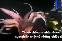 Video: Loài mực dài hơn 2 m được mệnh danh là "quỷ đỏ"