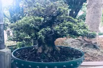 Thê thảm khu vườn nhà Trầm Bê, đại gia mất trắng chục tỷ