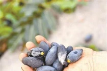 Giống quả 6 năm mới kết trái 1 lần, mỗi hạt giá vài triệu