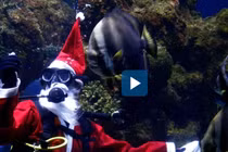 Video : Ông già Noel lặn xuống bể cho cá ăn