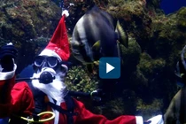 Video : Ông già Noel lặn xuống bể cho cá ăn