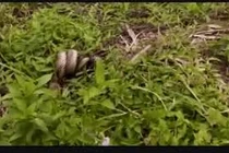 Video: Trăn mốc "đại chiến" rắn vua và cái kết đầy bất ngờ