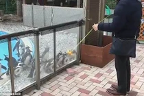 Video: Bầy chim cánh cụt quay đầu vòng tròn đồng loạt vì trò yo-yo