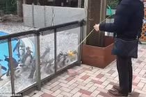 Video: Bầy chim cánh cụt quay đầu vòng tròn đồng loạt vì trò yo-yo