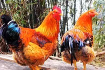 3 con giáp vào cuối tháng 10: Giàu có nhân đôi và tăng lên “khủng khiếp“