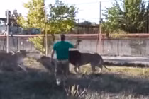 Video: Người đàn ông cầm dép lao vào "xử đẹp" bầy sư tử