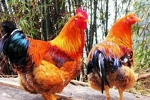 3 con giáp vào cuối tháng 10: Giàu có nhân đôi và tăng lên “khủng khiếp“