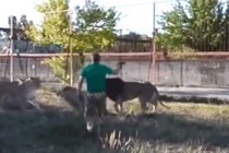 Video: Người đàn ông cầm dép lao vào "xử đẹp" bầy sư tử