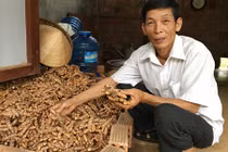 Trồng cây tiền tỷ: Nông dân Gio An thu vàng từ “mỏ vàng” nghệ