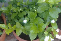 Những loại cây trồng trong nhà vừa tốt cho sức khỏe vừa thanh lọc không khí