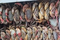 Đặc sản núi 'ngon hơn cua biển, rẻ hơn cua đồng', dân buôn hốt bạc